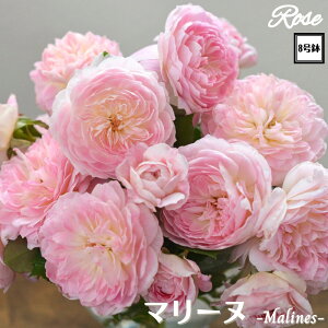 k\񏤕il_XIWi8dl^ oc }[k 2Nc ږؕc S Vu[YhDX[ ͖{o o c c KN ΂ lG炫 