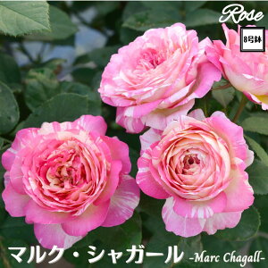 k\񏤕il_XIWi8dl^ oc }NVK[ 2Nc ږؕc HT nCubgeBDelbard fo[ o c c KN ΂ lG炫 