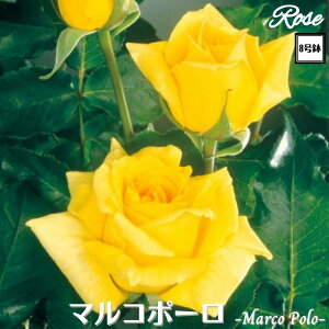 k\񏤕il_XIWi8dl^ oc }R|[ 2Nc ږؕc HT nCubheB o c c KN ΂ lG炫 