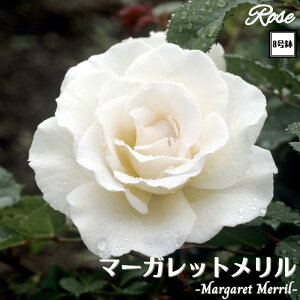 k\񏤕il_XIWi8dl^ oc }[Kbg 2Nc ږؕc FL to_ o c c KN ΂ lG炫 