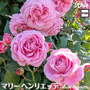 k\񏤕il_XIWi8dl^ oc }[wGbe 2Nc ږؕc CL 鐫 o c c KN ΂ lG炫 