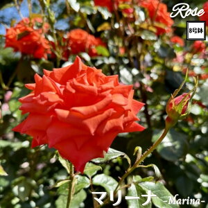 k\񏤕il_XIWi8dl^ oc }[i 2Nc ږؕc FL to_ o c c KN ΂ lG炫 