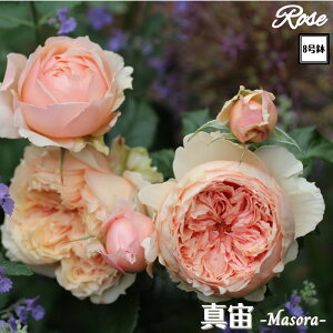 k\񏤕il_XIWi8dl^ oc ^ 8 2Nc ږؕc S Vu[YT[Y o c c KN ΂ lG炫 