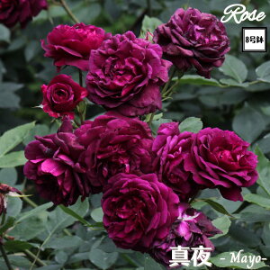 k\񏤕il_XIWi8dl^ oc ^ 2Nc ږؕc FL to_T[Y o c c KN ΂ lG炫 