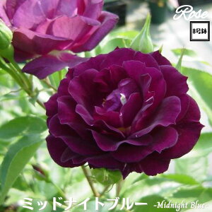 k\񏤕il_XIWi8dl^ oc ~bhiCgu[ 8 2Nc ږؕcFL to_o c c KN lG炫 