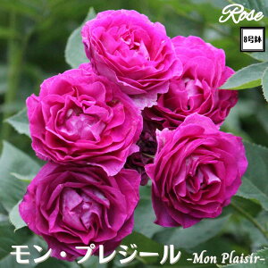 k\񏤕il_XIWi8dl^ oc vW[ 2Nc ږؕc FL to_GUILLOT M[ o c c KN ΂ lG炫 