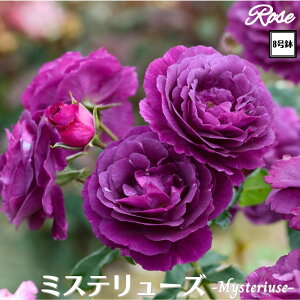 k\񏤕il_XIWi8dl^ oc ~Xe[Y 2Nc ږؕc S VuDorieux h o c c KN ΂ lG炫 