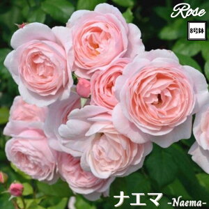 k\񏤕il_XIWi8dl^ oc iG} Nc ږؕcCL NC~O[YDelbard fo[ o o c c KN lG炫 