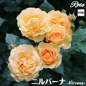 k\񏤕il_XIWi8dl^ oc j@[i 2Nc ږؕc FL to_[i[ o c c KN ΂ lG炫 