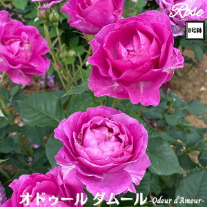 k\񏤕il_XIWi8dl^ oc IhD[_[ 8 Nc ږؕcHT nCubheBo c c KN lG炫 