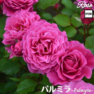 k\񏤕il_XIWi8dl^ oc p~ 2Nc ږؕc FL to_TIGeBX o c c KN ΂ lG炫 