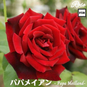 k\񏤕il_XIWi8dl^ oc ppCA 8 Nc ږؕcHT nCubheBo c c KN lG炫 