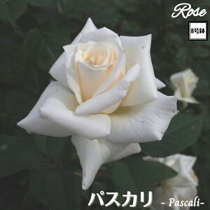 k\񏤕il_XIWi8dl^ oc pXJ 8 2Nc ږؕcHT nCubheBo c c KN lG炫 