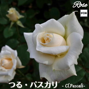 k\񏤕il_XIWi8dl^ oc pXJ  2Nc ږؕc CL NC~O[Y o o c c KN ΂ lG炫 