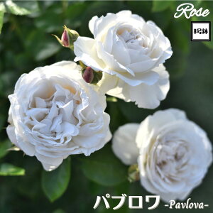 k\񏤕il_XIWi8dl^ oc pu 2Nc ږؕc S VuDelbard fo[ o c c KN ΂ lG炫 