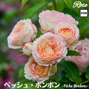 k\񏤕il_XIWi8dl^ oc ybV{{ 2Nc ږؕc S VuDelbard fo[ o c c KN ΂ lG炫 