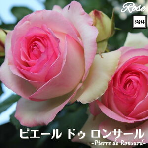 k\񏤕il_XIWi8dl^ oc sG[hDT[ 2Nc ږؕc CL NC~O[Y o o c c KN ΂ lG炫 