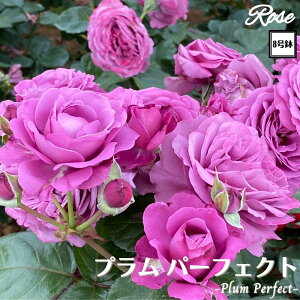 k\񏤕il_XIWi8dl^ oc vp[tFNg 2Nc ږؕc FL to_ o c c KN ΂ lG炫 