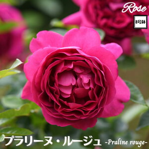 k\񏤕il_XIWi8dl^ oc v[k[W 2Nc ږؕc S VuDelbard fo[ o c c KN ΂ lG炫 