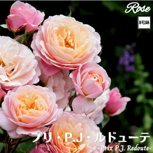 k\񏤕il_XIWi8dl^ oc vPJhD[e 2Nc ږؕc S VuGUILLOT M[ o c c KN ΂ lG炫 