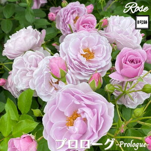 k\񏤕il_XIWi8dl^ oc v[O 8 Nc ږؕcS Vu[Yo c c KN Ԃ炫 