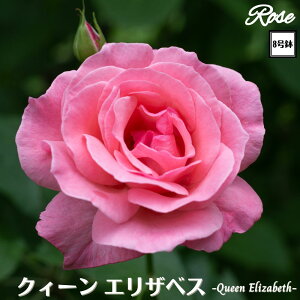 〔予約商品〕\当店オリジナル8号鉢仕様/ バラ苗 クイーンエリザベス 8号鉢 2年生大苗 接木苗◇HT ハイブリッドティ◇バラ 苗 大苗 薔薇 四季咲き 送料無料