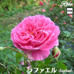 k\񏤕il_XIWi8dl^ oc t@G 8 2Nc ږؕc͖{o S VuwuV[Y o c c KN lG炫 