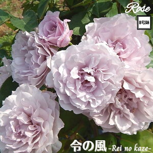 k\񏤕il_XIWi8dl^ oc ߂̕iꂢ̂j 8 2Nc ږؕcHT nCubheBo c c KN lG炫 