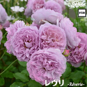 k\񏤕il_XIWi8dl^ oc  2Nc ږؕc FL to_[YhDX[ ͖{o o c c KN ΂ lG炫 