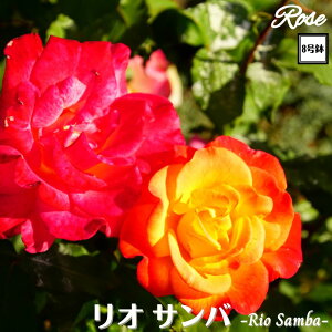 k\񏤕il_XIWi8dl^ oc ITo 8 2Nc ږؕcHT nCubheBo c c KN lG炫 