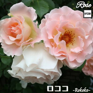 k\񏤕il_XIWi8dl^ oc RR 2Nc ږؕc CL NC~O[Y o o c c KN ΂ Ԃ炫 