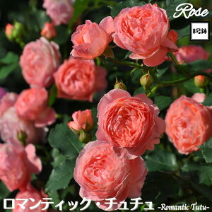 k\񏤕il_XIWi8dl^ oc }eBbN`` 8 2Nc ږؕcS VuTIGeBX o c c KN JԂ炫 