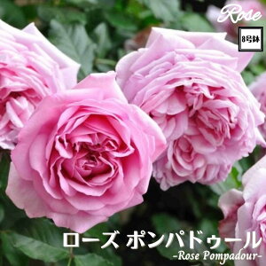 k\񏤕il_XIWi8dl^ oc [Y|ph[ 8 2Nc ږؕcS VuDelbard fo[ o c c KN lG炫 