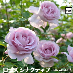 k\񏤕il_XIWi8dl^ oc [YViNeBt 2Nc ږؕc S VuDelbard fo[ o c c KN ΂ lG炫 