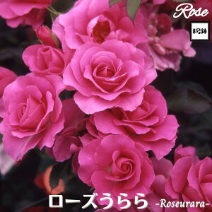 k\񏤕il_XIWi8dl^ oc [Y 2Nc ږؕc FL to_ o c c KN ΂ lG炫 