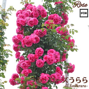 k\񏤕il_XIWi8dl^ oc E[Y 2Nc ږؕc CL NC~O[Y o o c c KN ΂ lG炫 