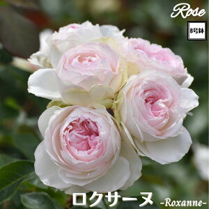 k\񏤕il_XIWi8dl^ oc NT[k 8 2Nc ږؕcS VuTIGeBX o c c KN lG炫 