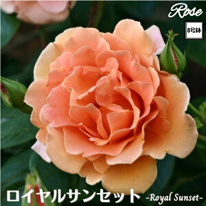 k\񏤕il_XIWi8dl^ oc CTZbg 8 2Nc ږؕcCL oo c c KN NC~O lG炫 