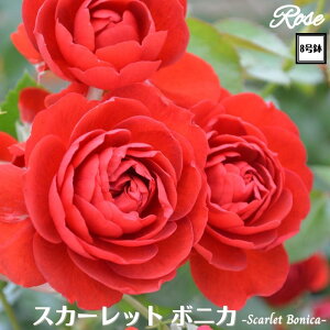 k\񏤕il_XIWi8dl^ oc XJ[bg{jJ 2Nc ږؕc FL to_ o c c KN ΂ lG炫 