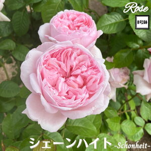 k\񏤕il_XIWi8dl^ oc VF[nCg 2Nc ږؕc HT nCubgeB o c c KN ΂ lG炫 