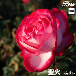 k\񏤕il_XIWi8dl^ oc  2Nc ږؕc HT nCubgeB o c c KN ΂ lG炫 