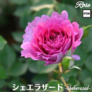 k\񏤕il_XIWi8dl^ oc VFGU[h 2Nc ږؕc FL to_TIGeBX o c c KN ΂ lG炫 