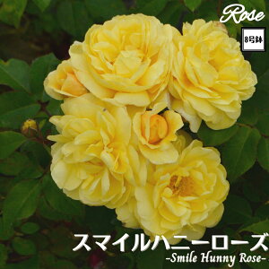 k\񏤕il_XIWi8dl^ oc X}Cnj[[Y i܂̃v[j 2Nc ږؕc FL to_o c c KN lG炫 