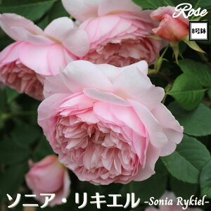 k\񏤕il_XIWi8dl^ oc \jALG 2Nc ږؕc S VuGUILLOT M[ o c c KN ΂ lG炫 