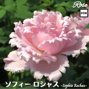 k\񏤕il_XIWi8dl^ oc \tB[VX 8 2Nc ږؕcS VuDelbard fo[ o c c KN lG炫 