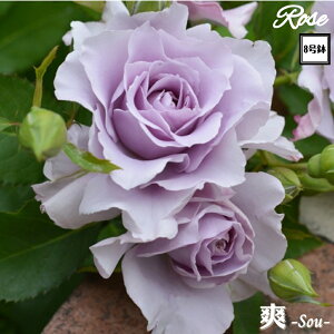 k\񏤕il_XIWi8dl^ oc u -- 2Nc ږؕc ͖{o HT nCubheB o c c KN ΂ lG炫 