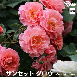 k\񏤕il_XIWi8dl^ oc TZbgOE 2Nc ږؕc CL NC~O[Y[i[ o o c c KN ΂ Ԃ炫 