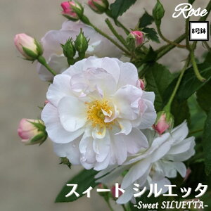 k\񏤕il_XIWi8dl^ oc XEB[gVGb^ 2Nc ږؕc CL NC~O[Y o c c KN ΂ lG炫 