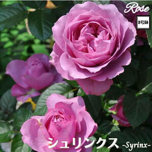 k\񏤕il_XIWi8dl^ oc VNX 8 Nc ږؕcS VuTIGeBX o c c KN lG炫 