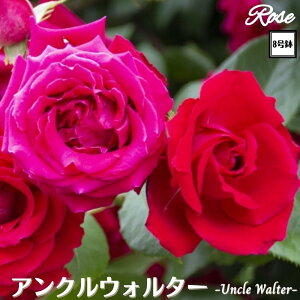 k\񏤕il_XIWi8dl^ oc ANEH^[ 8 2Nc ږؕcCL NC~O[Yo o c c KN lG炫 